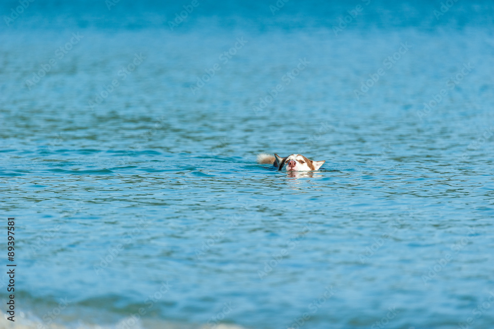Fototapeta premium Dog playing at the beach