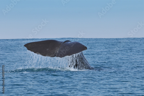 Sperm Whale tail. Picture taken from whale watching cruise in Kaikura, New Zealand