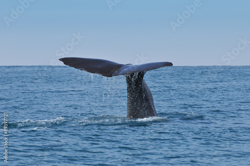 Sperm Whale tail. Picture taken from whale watching cruise in Kaikura, New Zealand