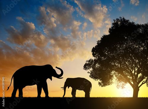 Silhouette elephants in the sunset