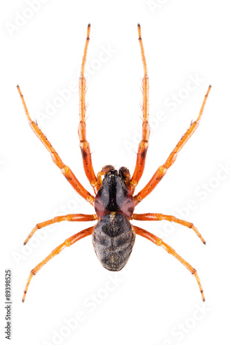 Spider male Singa nitidula isolated on white background, dorsal view