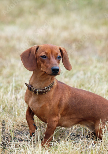 Portrait of small red dachshund on natural background