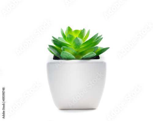 Succulent in Pot