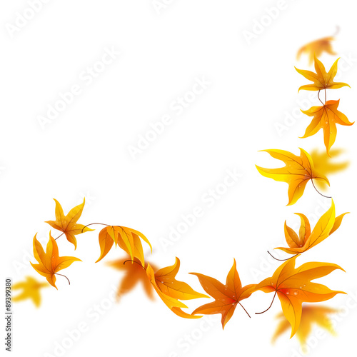 Falling autumn maple leaves on white background