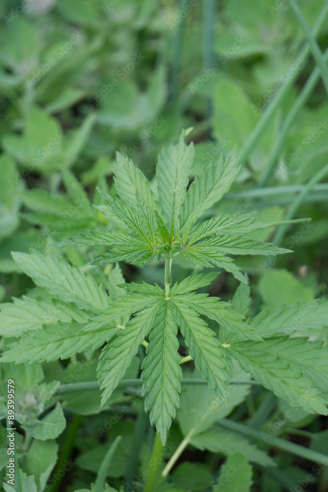 Cannabis plant Cannabis plant