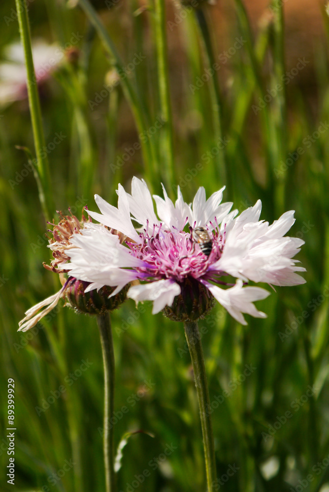 Obraz premium White Flower
