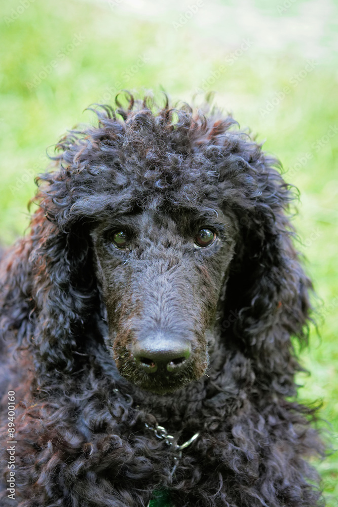 Black poodle portrait.