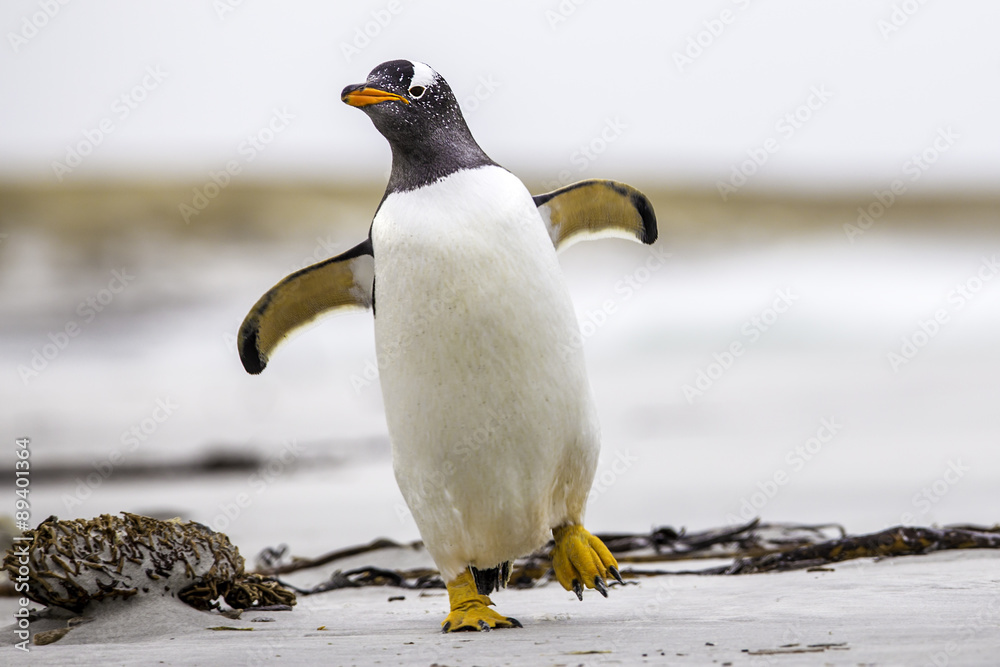 Naklejka premium Gentoo Penguin (Pygoscelis papua) walking with wings spread. Fal