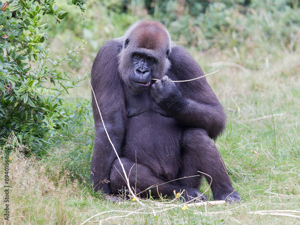 Adult gorilla resting