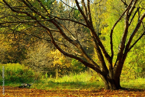 autumn forest © Irina Apraksina