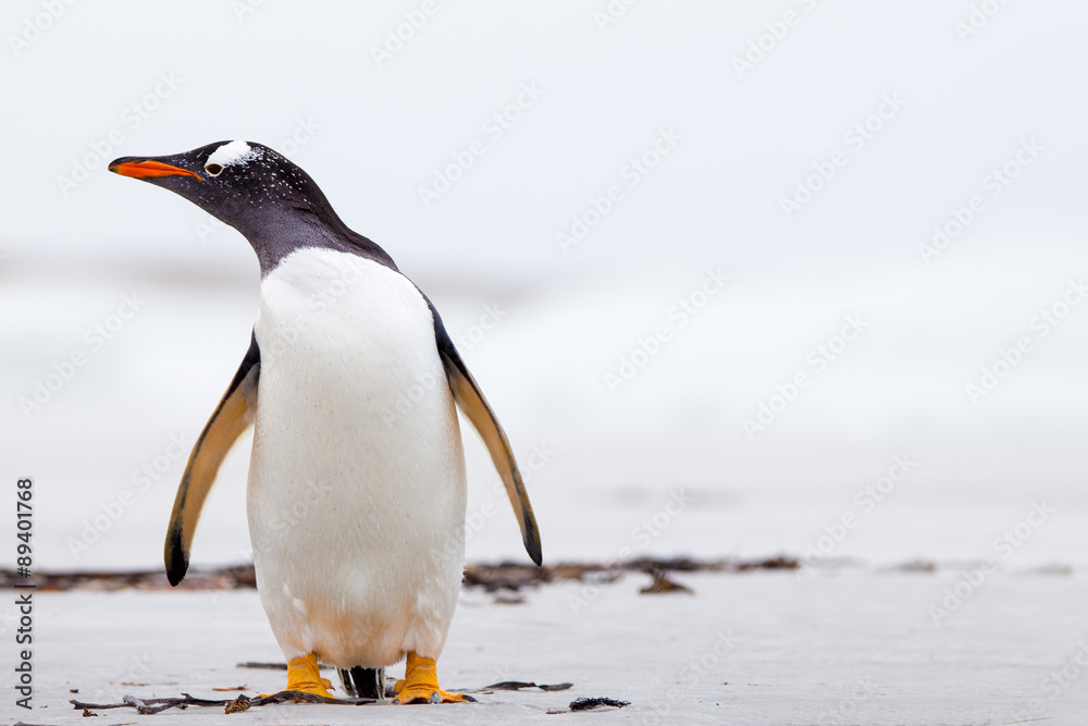 Fototapeta premium Gentoo Penguin (Pygoscelis papua) standing on a white sand beach