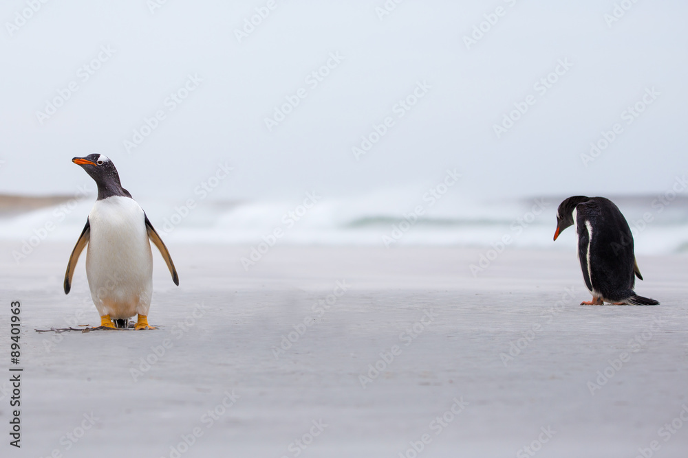 Fototapeta premium Gentoo Penguins on the beach with surf in background.