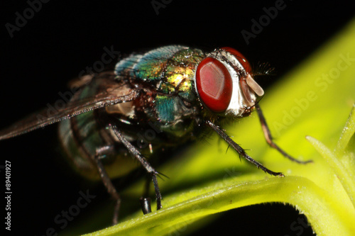 close up fly © eknarinr