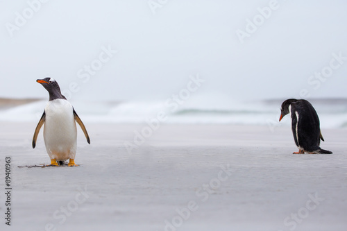 Gentoo Penguins on the beach with surf in background.