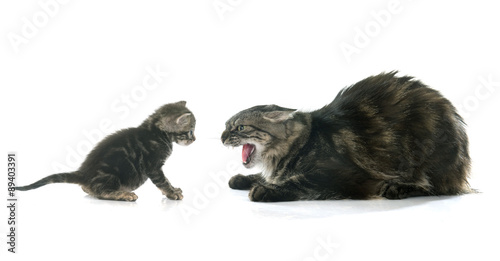 Fotografie tabby kitten and cat