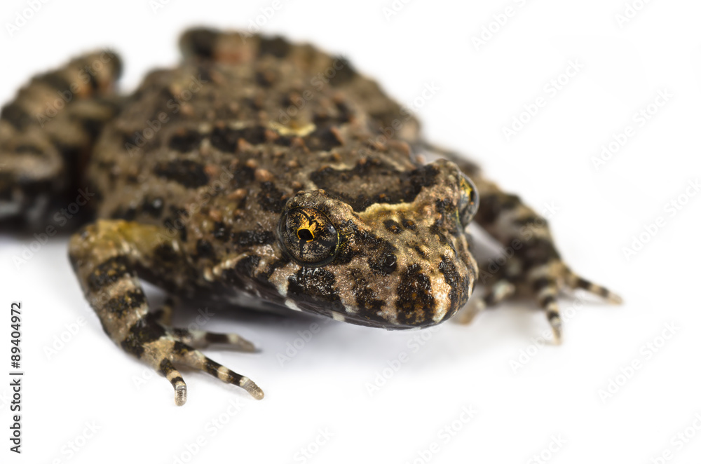 Fototapeta premium Tusked Frog closeup