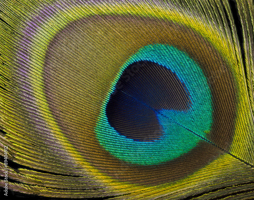 Peacock feather detail © Istimages