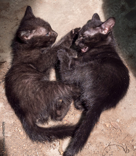 Two naughty black kittens play on floor