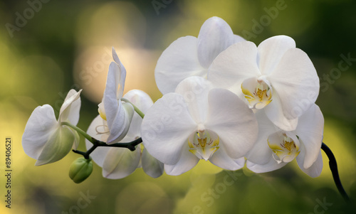 Fototapeta Naklejka Na Ścianę i Meble -  The branch of orchids in the garden