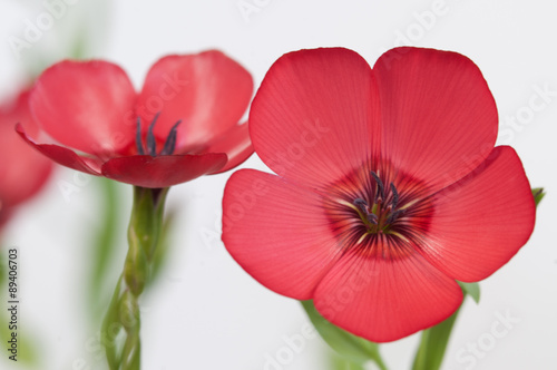 Flax  Linum grandiflorum  flowers