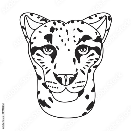 Wild cat, irbis, leopard, snow bars