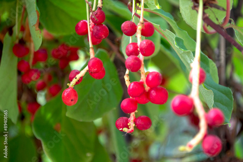 Chinese magnolia vine