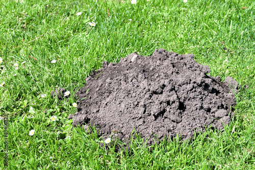 Molehill close-up in the green grass of a meadow or garden. Serving as a concept for stealthy, unobserved activity, eyesight (blind as a mole) and exaggeration (making a mountain out of a molehill)