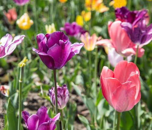 Colourful tulips Close-up shot.