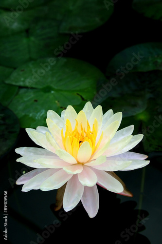 Beautiful thai lotus in lotus Pond