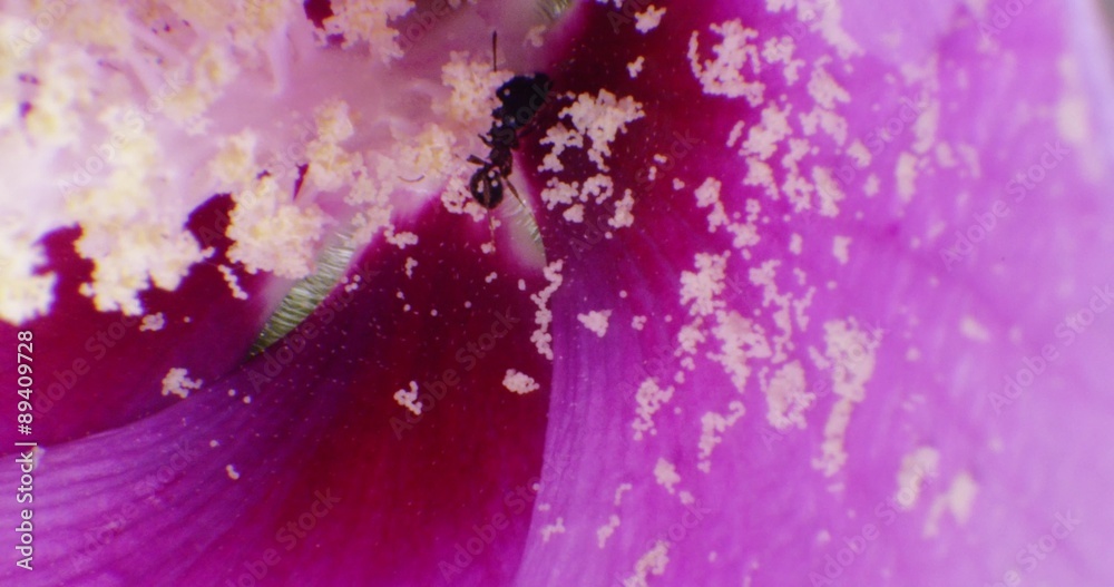Black Carpenter Ant eating flowers (Camponotus pennsylvanicus). Macro shot on RED 4K