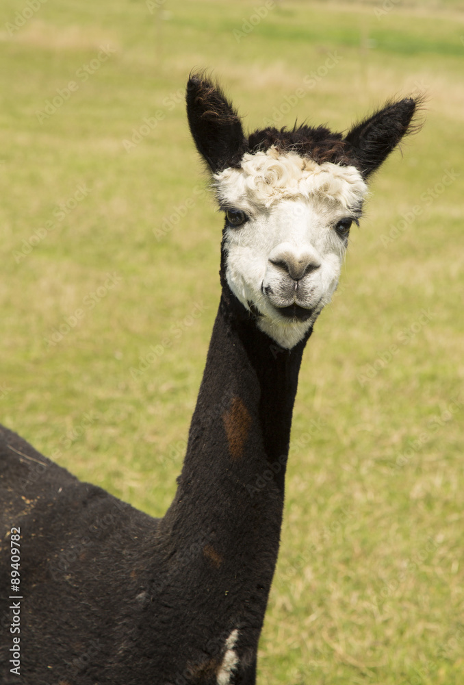 Obraz premium cute alpaca portrait