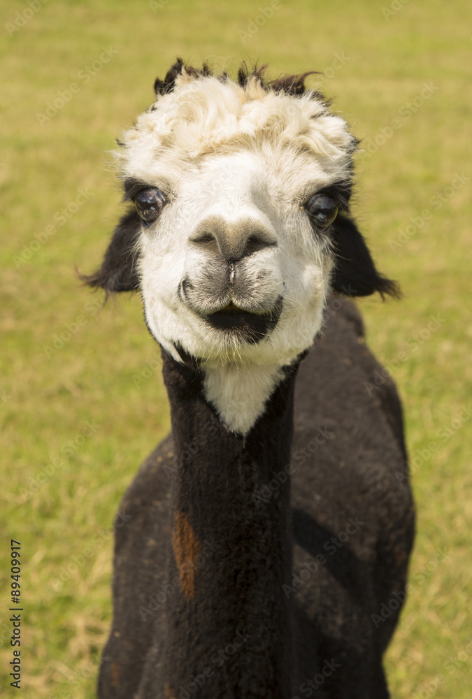 Fototapeta premium cute alpaca portrait