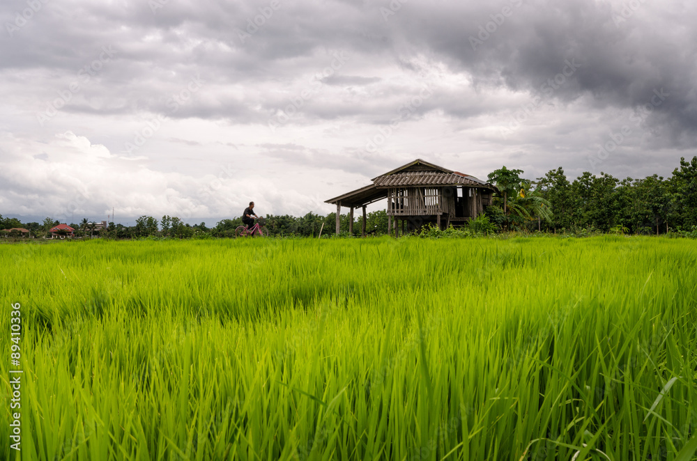The rice fields
