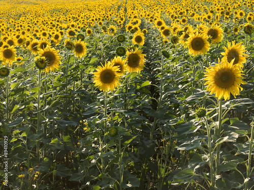 Senaral raws of sunflowers in natural landscape. photo