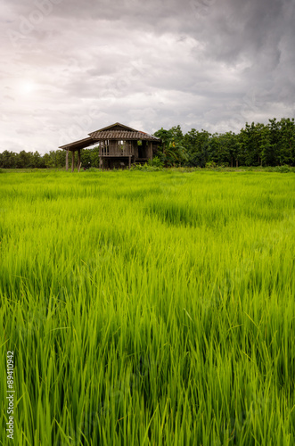 The rice fields