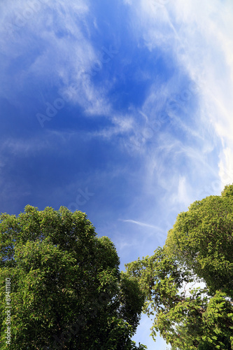 Treetop with blue sky and and sun shining