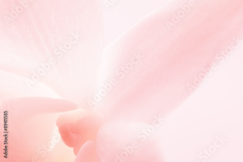 Fototapeta Naklejka Na Ścianę i Meble -  light pink roses in soft color and blur style for background