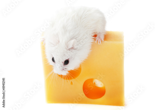 White mouse and cheese photo