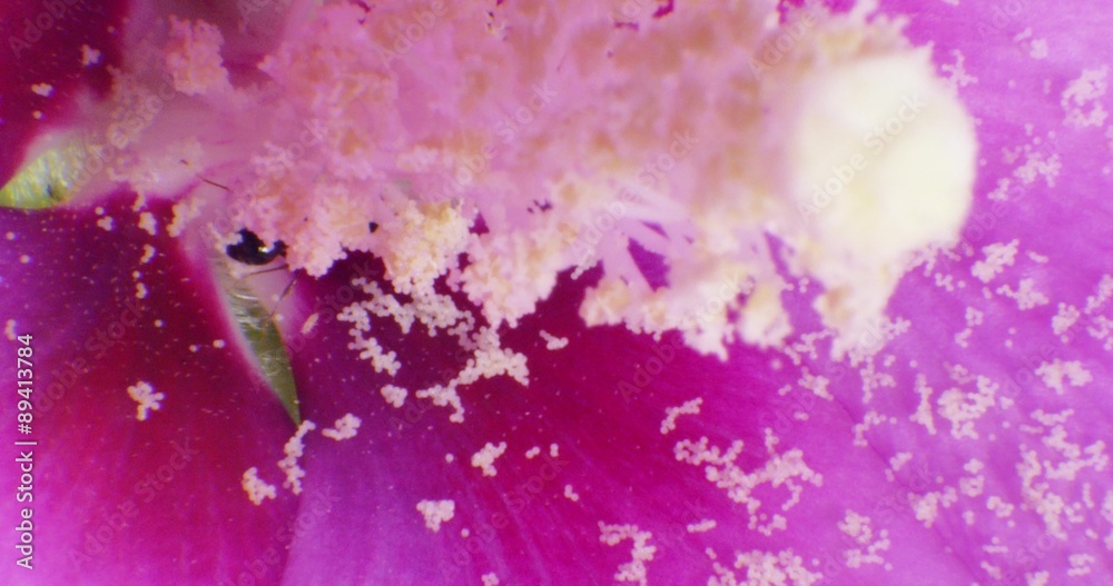 Black Carpenter Ant eating flowers (Camponotus pennsylvanicus). Macro shot on RED 4K