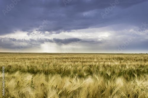 storm dark clouds over field of wheat  