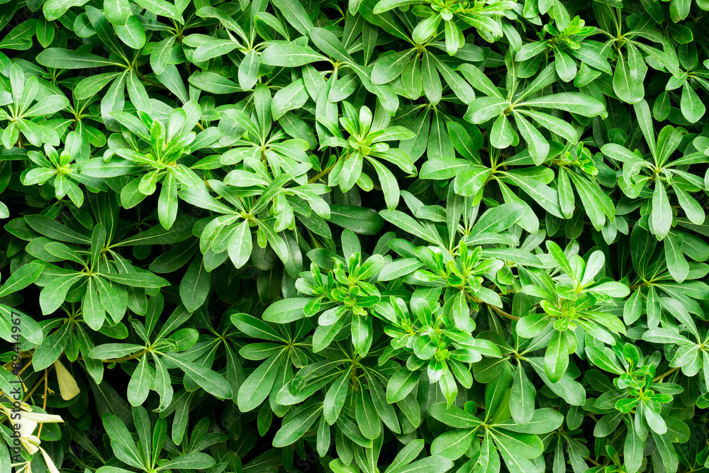 Obraz premium Green leaves wall background
