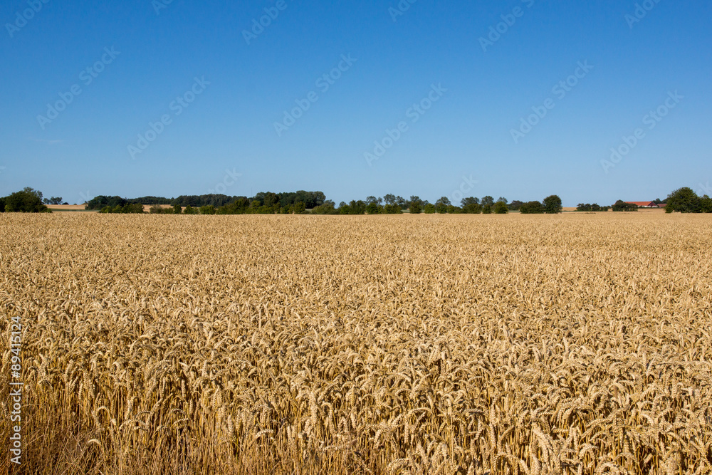 Fototapeta premium Grano danese