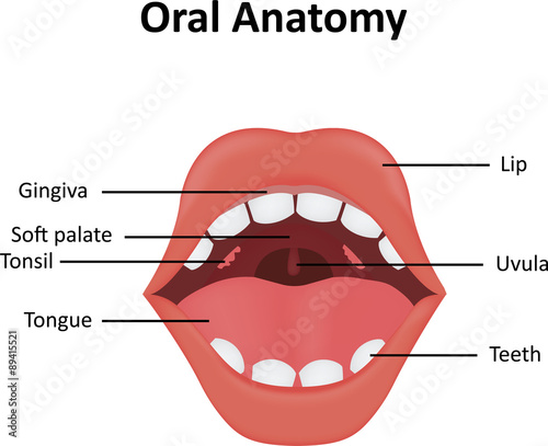 Oral Anatomy Illustration