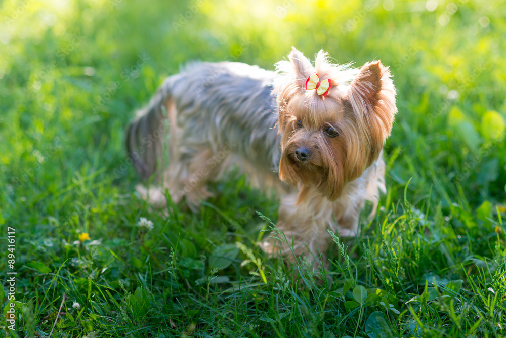 Yorkshire Terrier portrait Yorkshire Terrier portrait