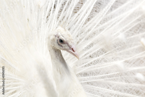 Pavo real blanco (albino) con plumaje abierto photo