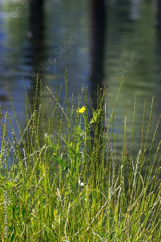 Yellow wild flower  grass and water