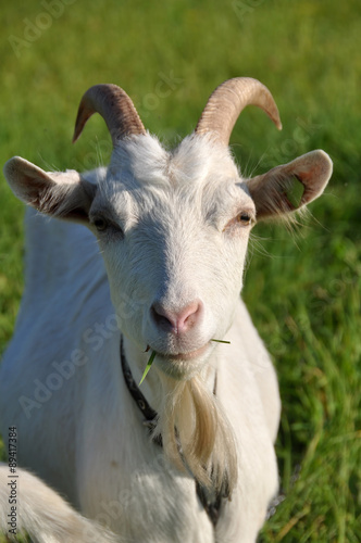 white goat © zanna_