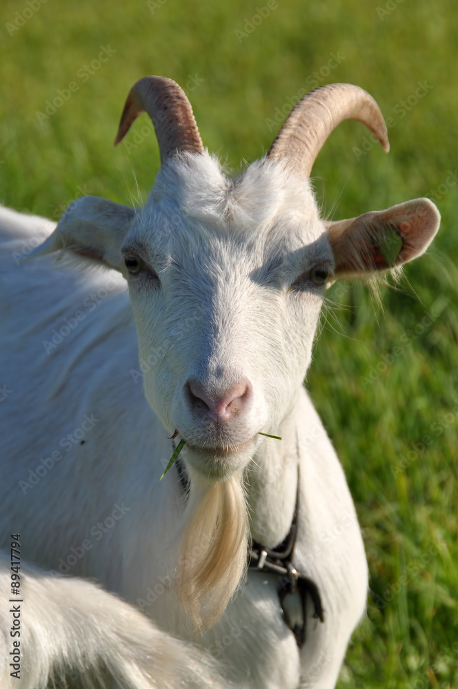 Fototapeta premium white goat