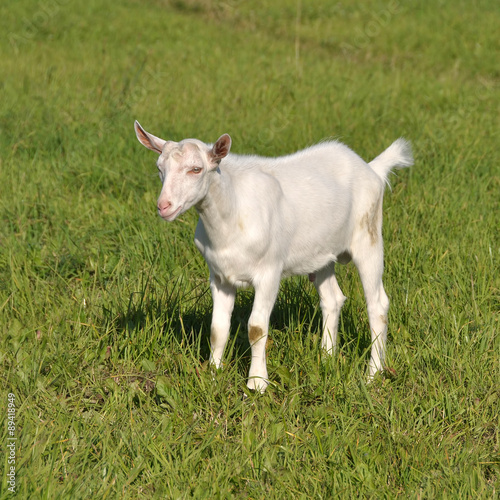 White baby goat in a green field on a farm © zanna_