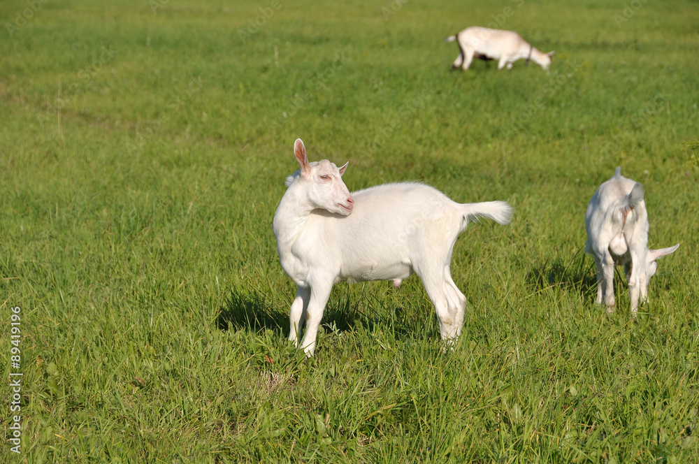 White baby goat in a green field on a farm White baby goat in a green field on a farm
